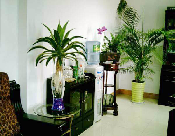 搬办公室风水放什么植物好_办公室里适合养什么植物风水_办公桌的植物摆放风水
