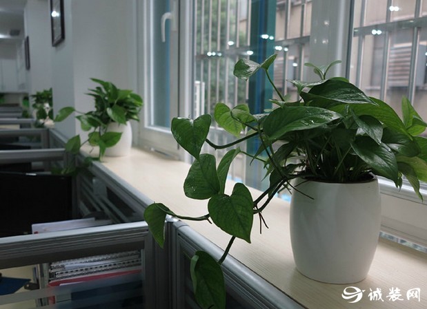 办公室里适合养什么植物风水_搬办公室风水放什么植物好_办公桌的植物摆放风水