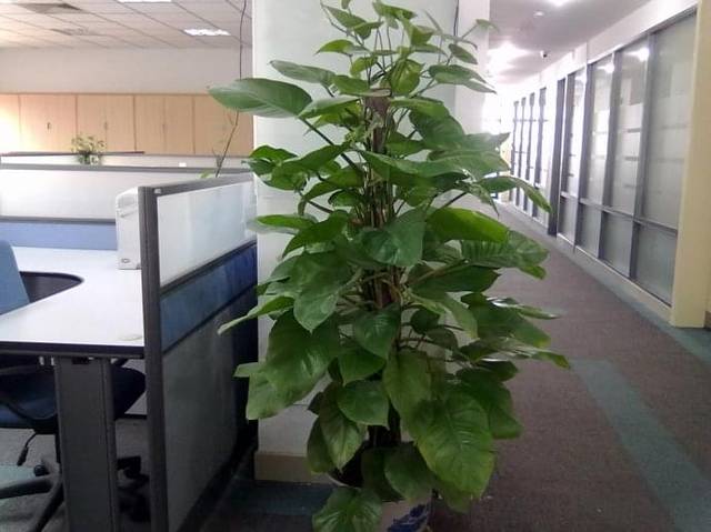 搬办公室风水放什么植物好_办公桌的植物摆放风水_放室内放哪些植物最好