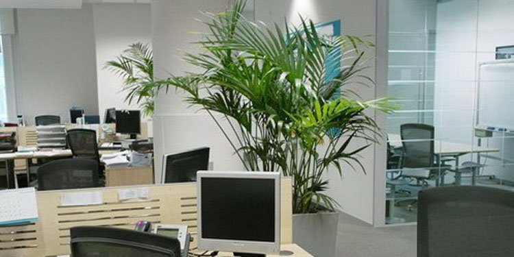 办公桌的植物摆放风水_搬办公室风水放什么植物好_放室内放哪些植物最好
