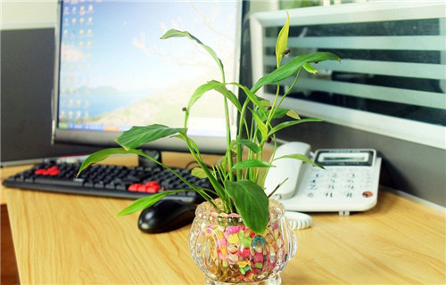 搬办公室风水放什么植物好_放室内放哪些植物最好_办公桌的植物摆放风水