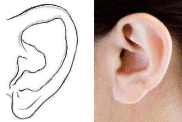 耳垂厚代表什么