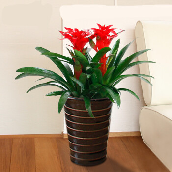 客厅适合放什么植物好风水_客厅放植物风水_客厅放什么植物好养