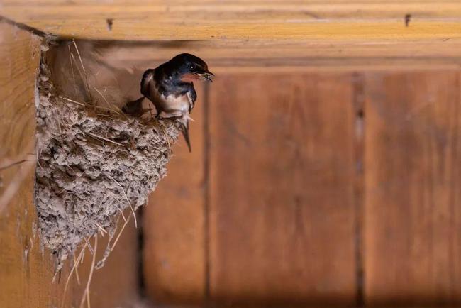 楼房屋檐下有个马蜂筑巢风水_马蜂筑巢要多久_马蜂筑巢地方的风水