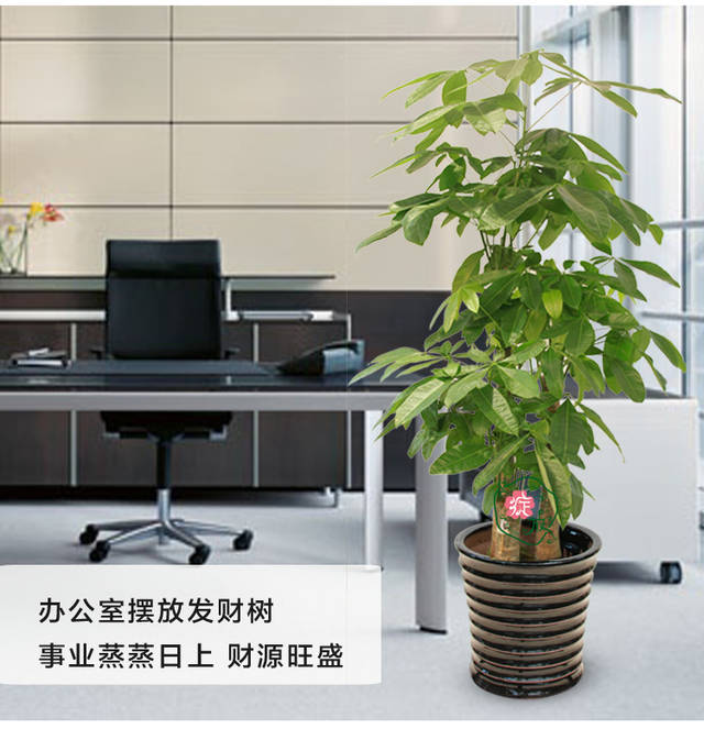 办公室养植物风水_室内养什么植物好风水_厕所养什么花和植物风水好