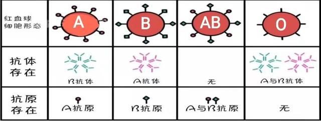 血型遗传规律表血型配对表_输血血型配对表_输血血型校验电路