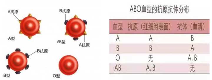 ab血型 输血_输血血型匹配_输血血型配对表