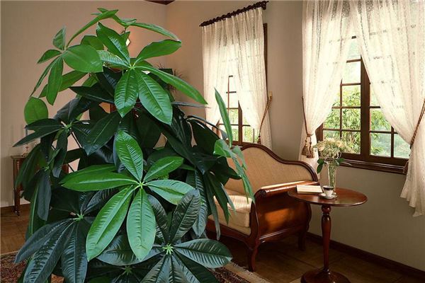 客厅植物风水_客厅风水植物有哪些_客厅植物选什么好风水