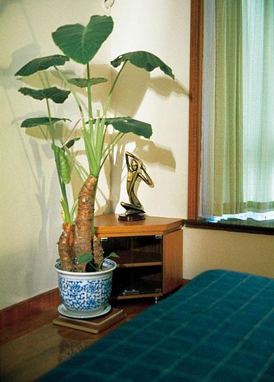 卧室宜放哪些风水植物_卧室放植物风水_卫生间可以放植物吗风水