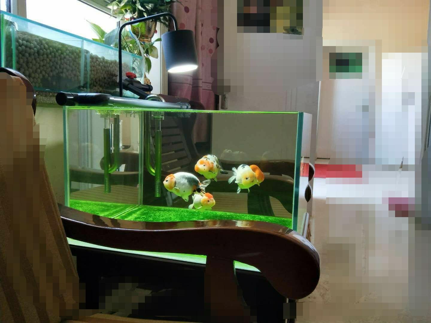 办公室里放水缸养鱼_风水办公室养鱼水缸图片_办公室风水水缸养鱼
