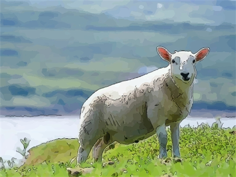 属羊流年运势运程2019_2021年生肖羊流年运程_属羊的流年运程2020