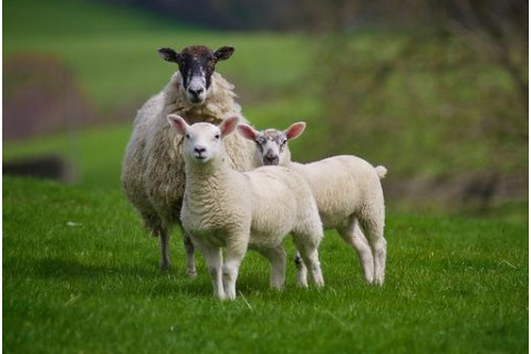 属羊相冲害生肖是什么_羊生肖和什么生肖相冲相克相害_羊相害的生肖