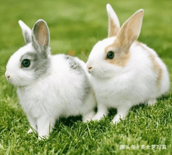 兔幸运颜色属今年是什么颜色_兔幸运颜色属今年是什么生肖_属兔的今年幸运颜色是什么